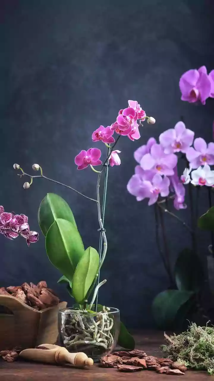 Protect Houseplant Roots Easily With This Simple Beginners Guide To Repotting Soil Safely