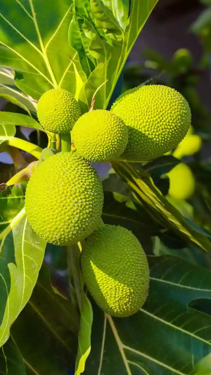 Breadfruit: 5 tasty recipes using this vegetable