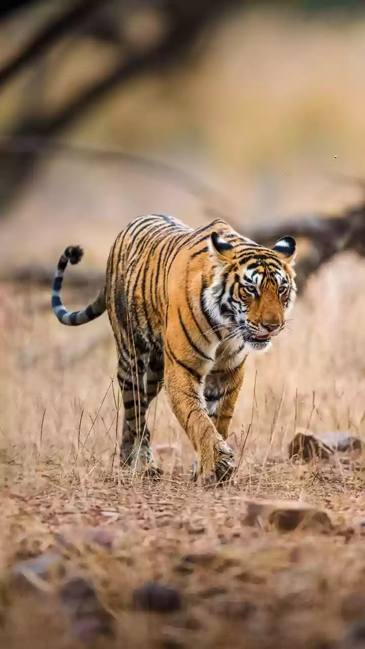 ‘India home to nearly 70 % of world’s tigers:’ PM Modi hails conservation efforts on Global Tiger Day