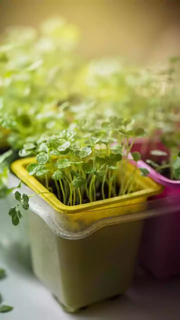 Growing Food At Home Can Start With Leaves, Not Large Harvests