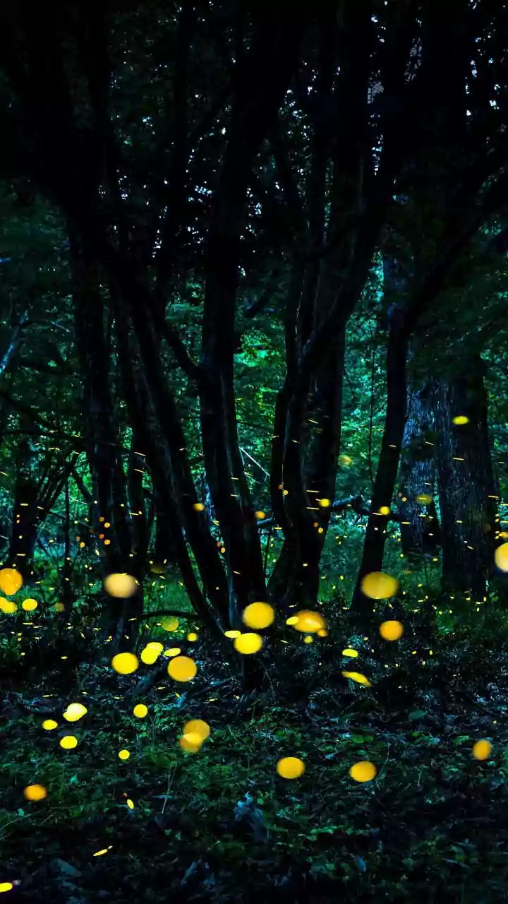 Smoky Mountains' Magical Fireflies: Experience Their Glow Year-Round at a New Park Attraction!