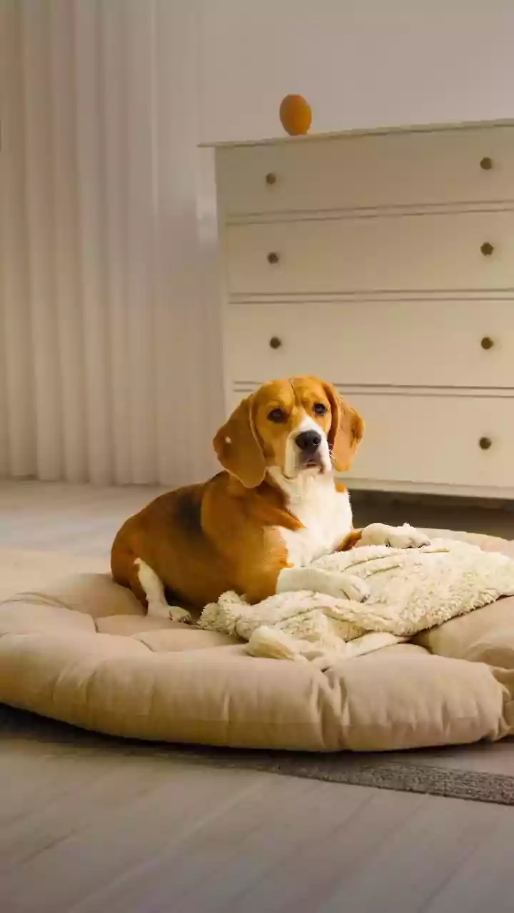 Keep Pets Out of Rooms with Strong Cleaning Fumes