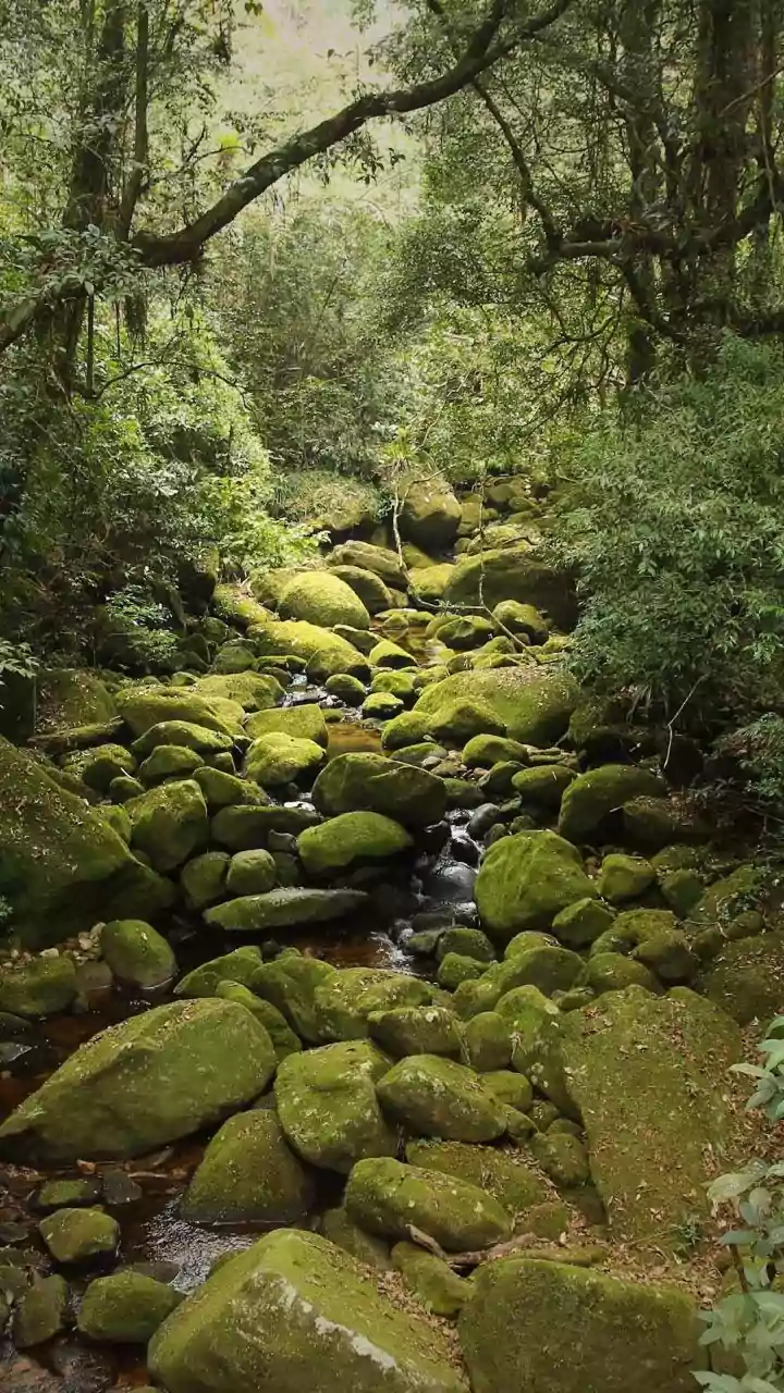 Scientists Continue Tracking Rainfall Trends To Better Understand India's Forests