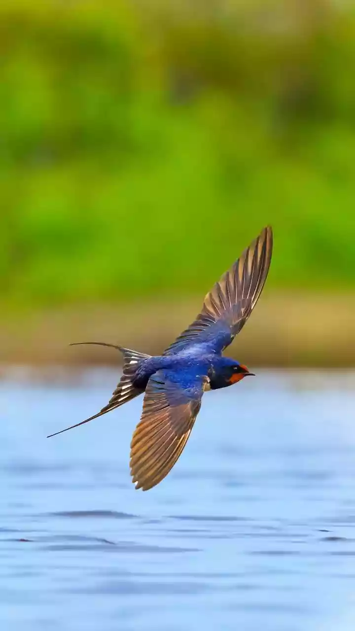 Global Bird Declines Show Why Flyway Conservation Cannot Stop at Borders