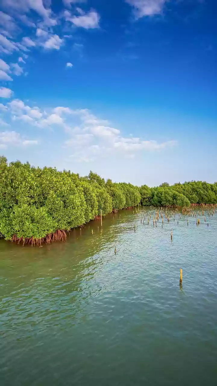 ED attaches assets worth Rs 11.3 crore in Gujarat over probe into khair wood smuggling