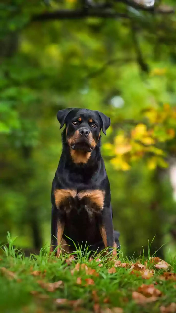 Natural care tips for a happier, healthier dog