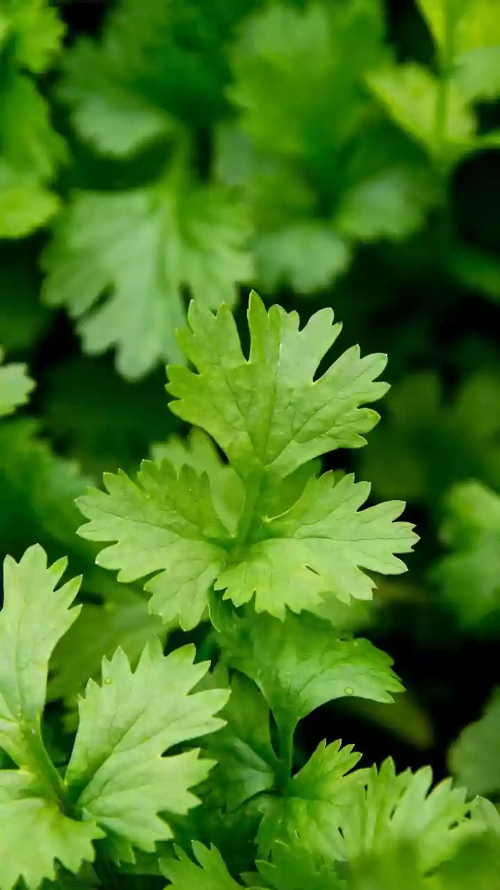 Want coriander to last 5+ days? This storage trick actually works