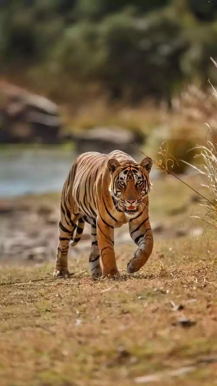 How To Explore Central India’s Tiger Parks Independently Using Low-Cost Rail Passes