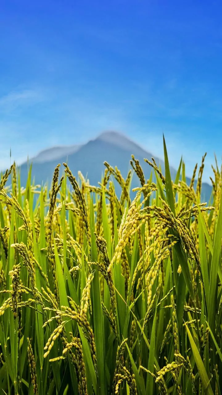 India's Three Growing Seasons Puts Zaid Timing Beside Kharif Timing