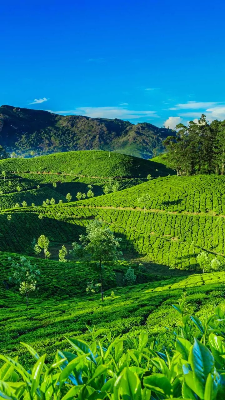 Tea Estates of India: Unmissable plantations that redefine serenity and scenic luxury