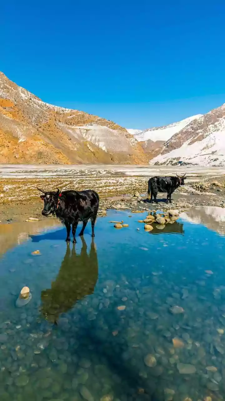 Cold Snap: J&K, Ladakh Face Severe Chill