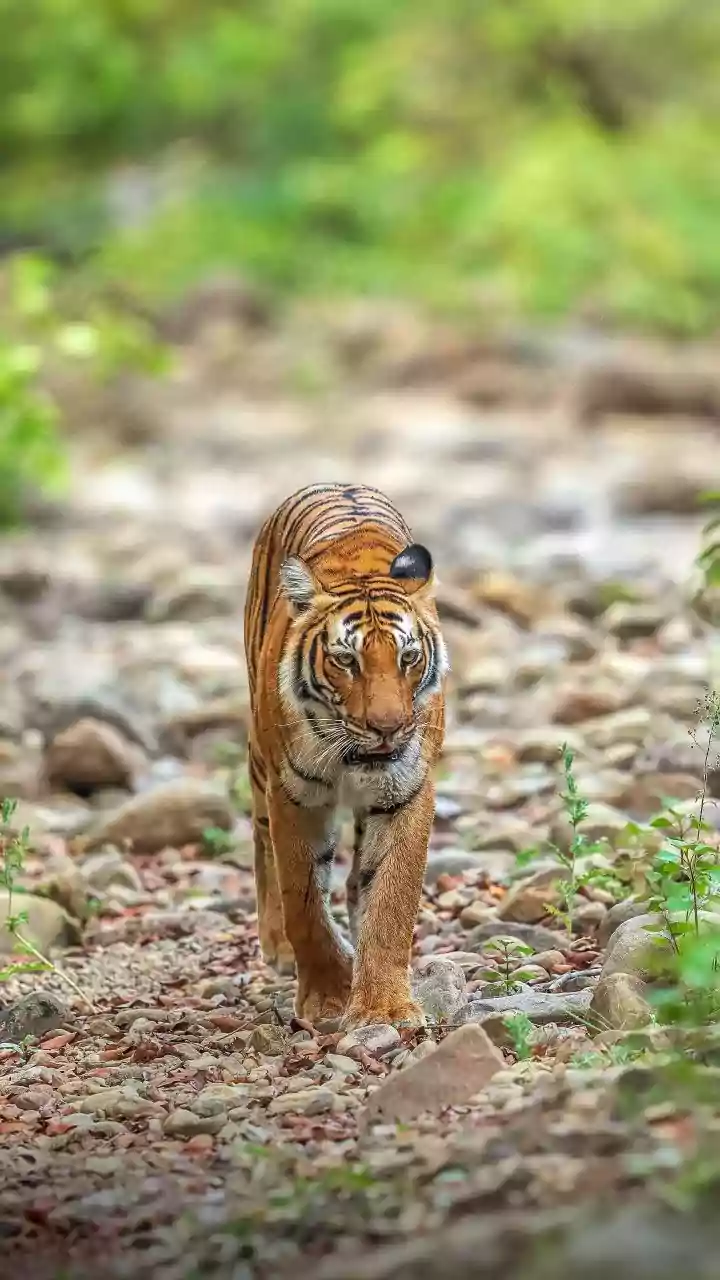 5 Prime Safari Gates: Your Best Shot at Seeing Tigers!