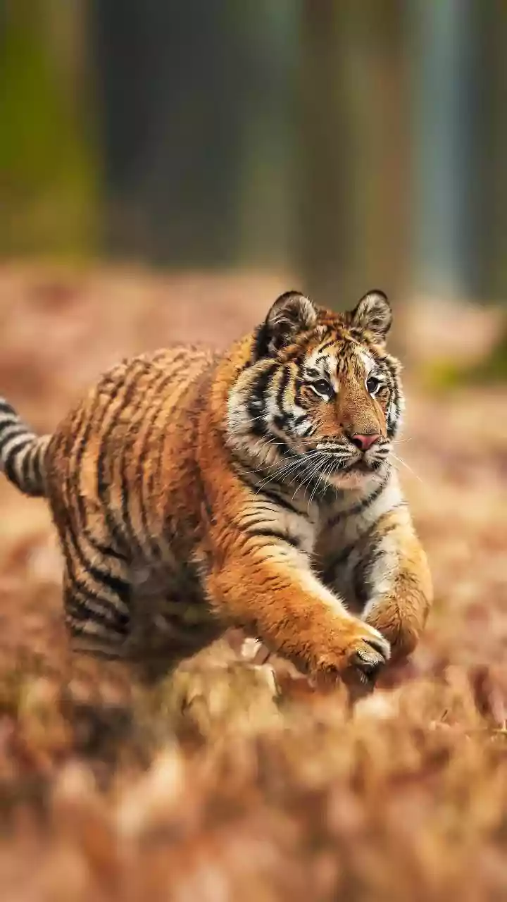 Nepal's Wild Tiger Rise Shows Coexistence Is Central to Recovery