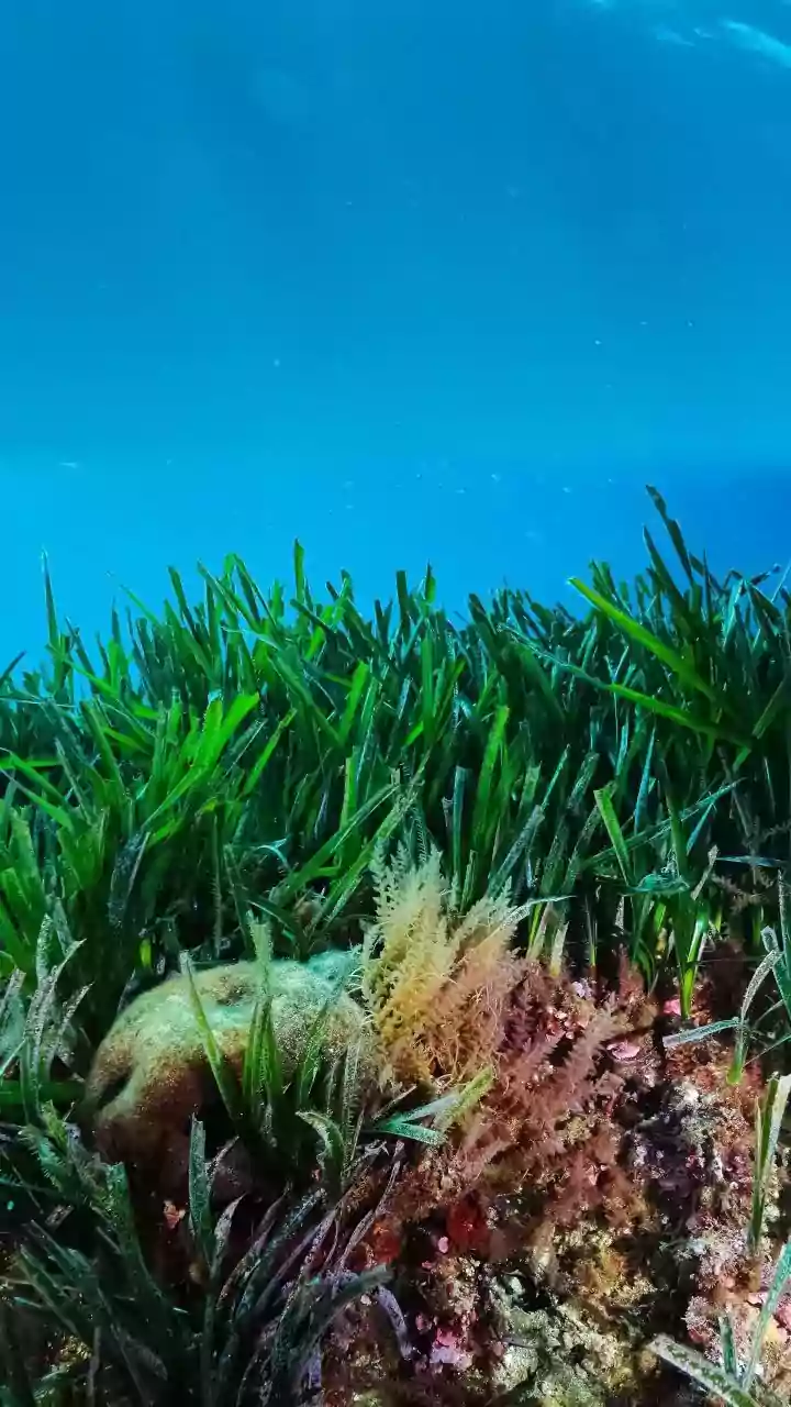 Seaweed's Sustainable Leap: A Biodegradable Revolution Against Plastic Waste