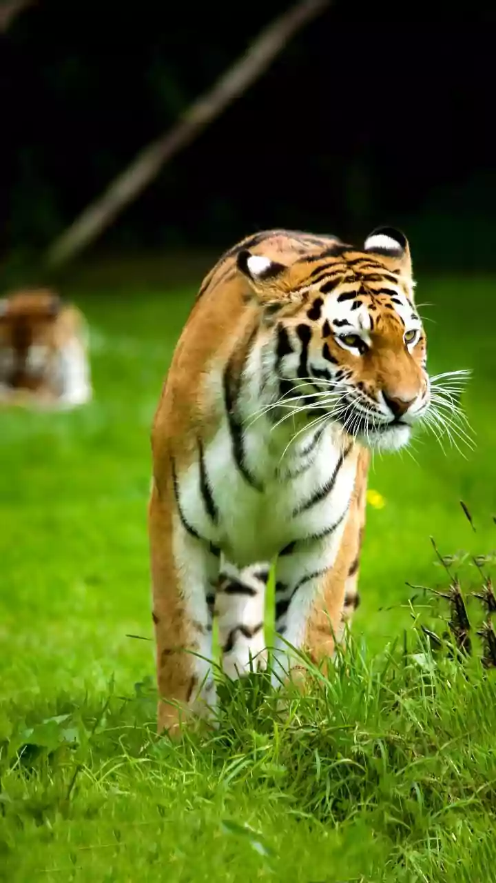 How Satellite Collars Help Scientists Track Relocated Tigers Across India's Reserve Zones