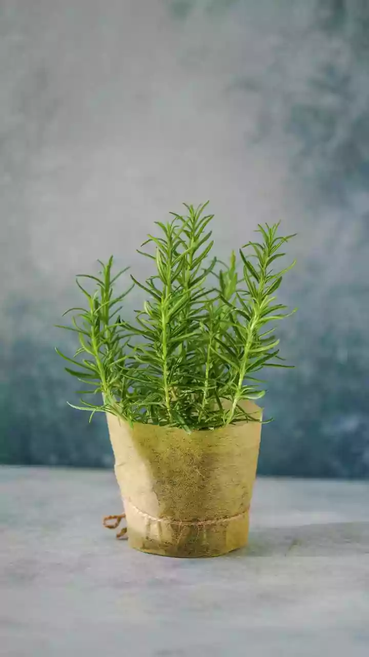 Pots vs. Ground: Expert Insights on Where to Grow Your Herbs for Maximum Flavor