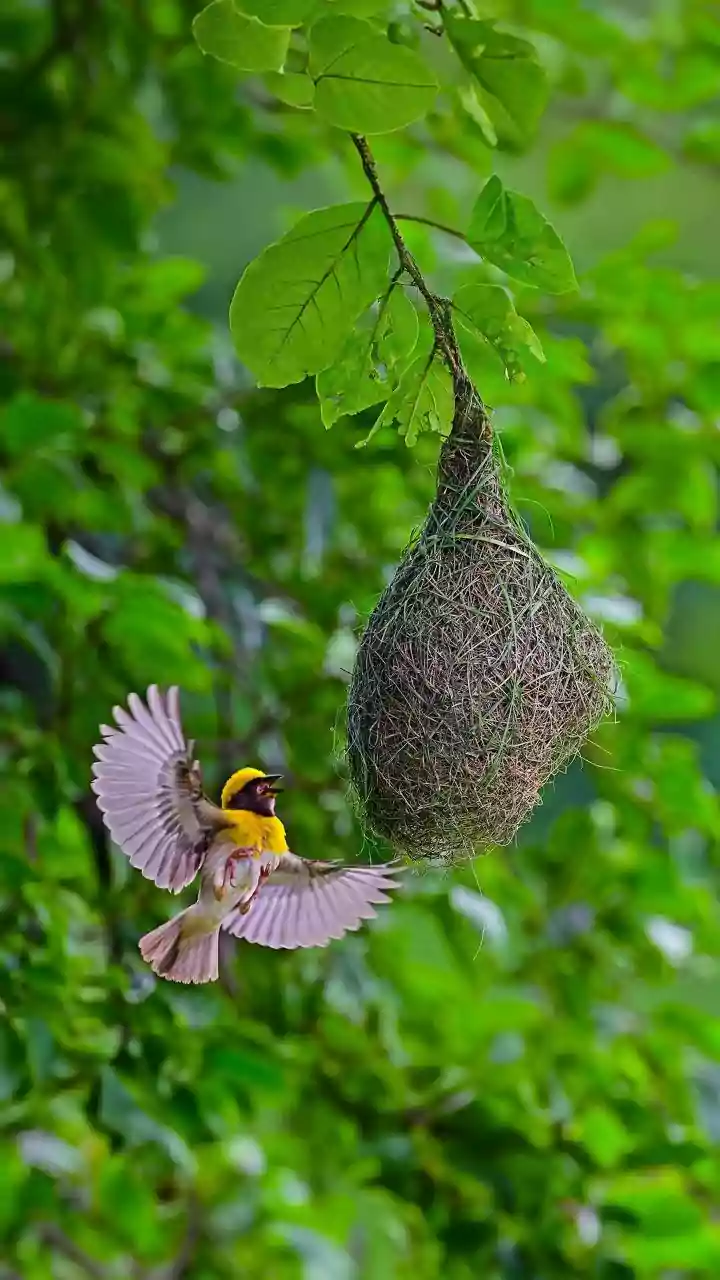 Noticing City Wildlife: Why Reduced Foliage Exposes Hidden Urban Bird Nests In Autumn