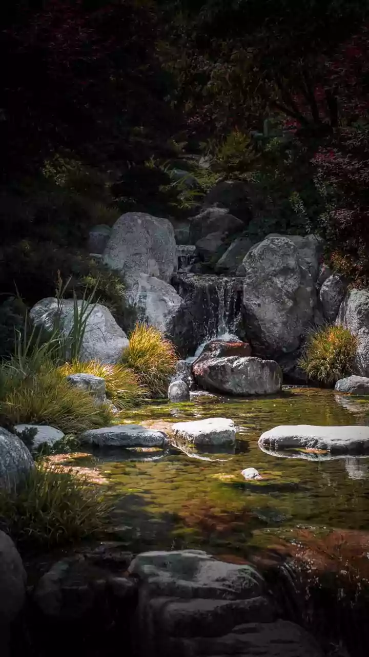 The Fish and the Paw: Mastering Life's Choices and Understanding Priorities