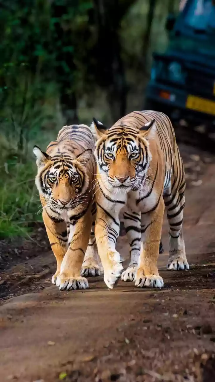 5 Prime Tiger Sightseeing Gates in North Indian Parks