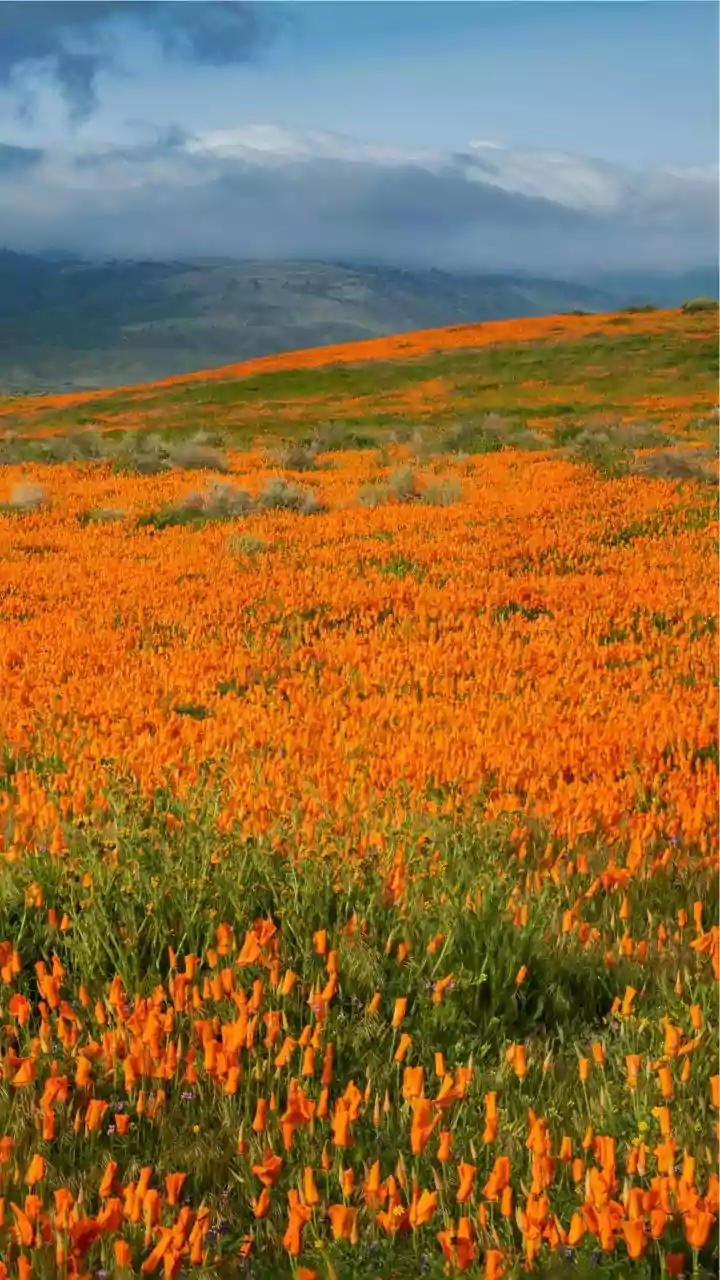 Death Valley Experiences Rare Superbloom Amid Unusual Rainfall