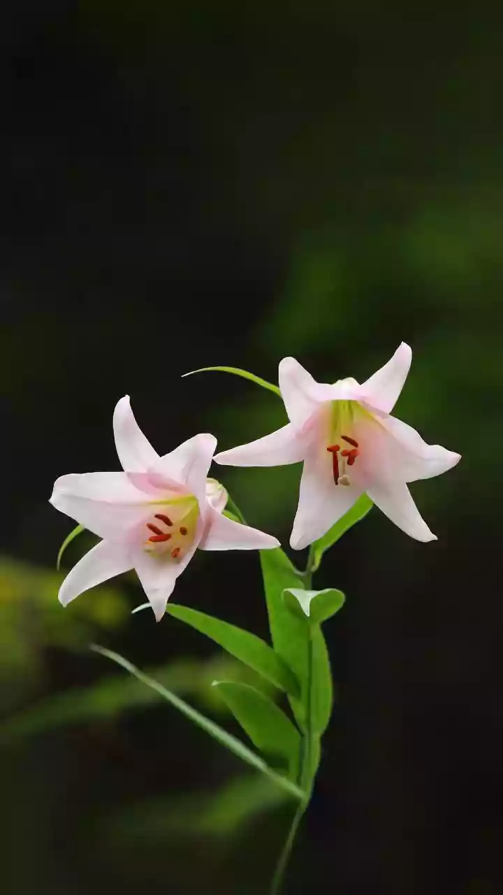 Rain Lilies Stay Completely Dormant Until First Monsoon Drops