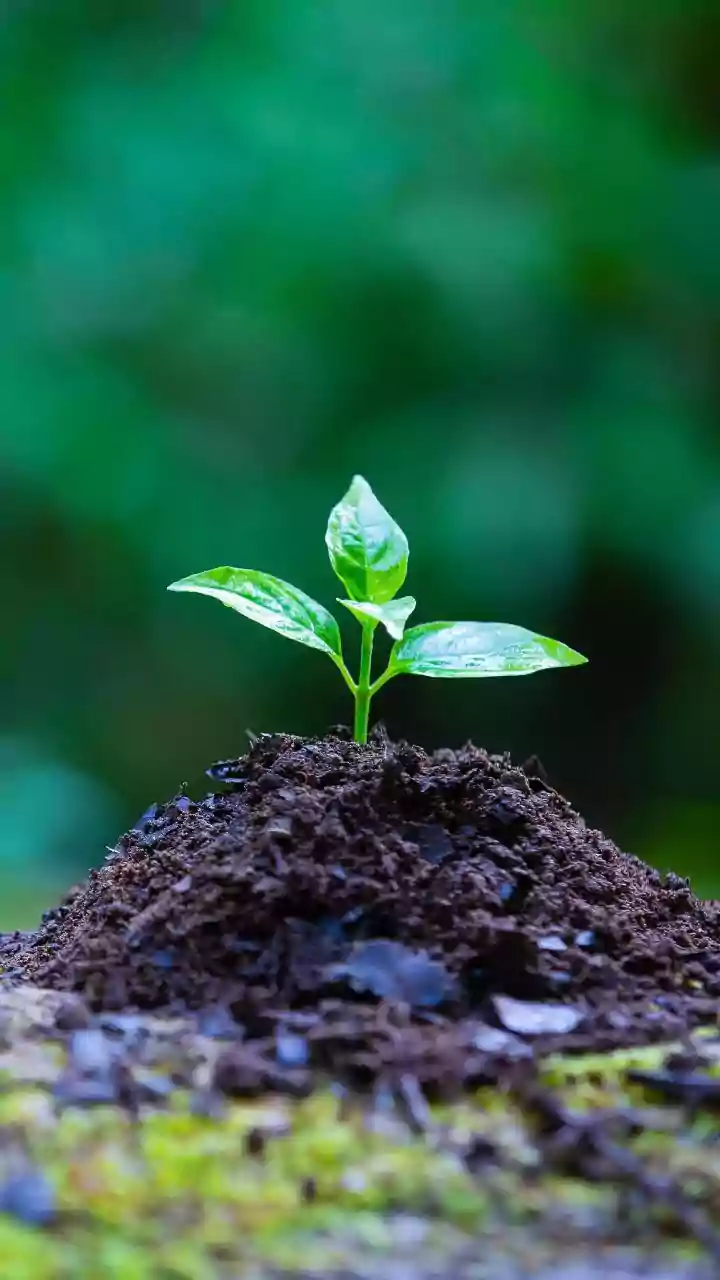 Environmental Research On Soil Health: Reviving Microbes After Monsoons In City Green Spaces
