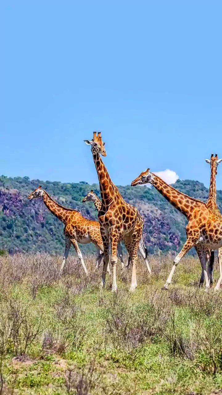 Safaris and Long Rides Reveal South Africa Beyond a Quick Tour