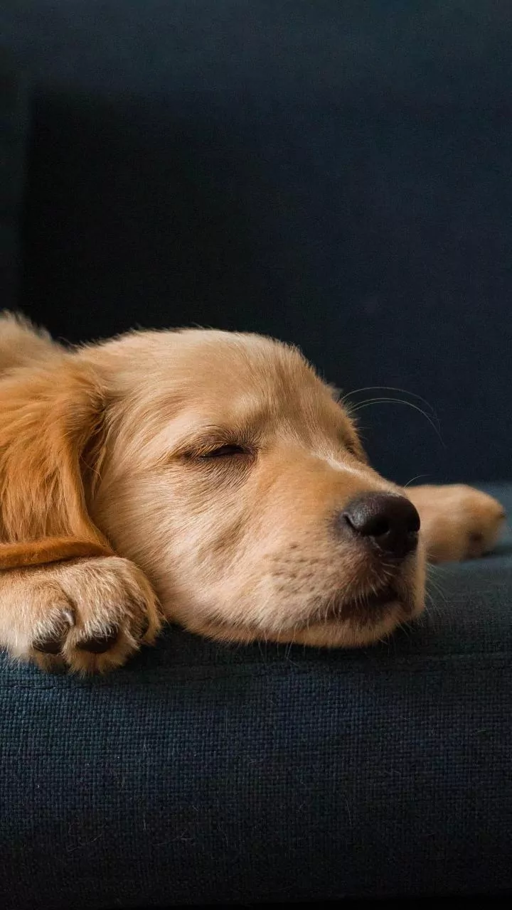 How Circadian Lighting Shift Rules Improve Deep Sleep Quality In Shift Workers