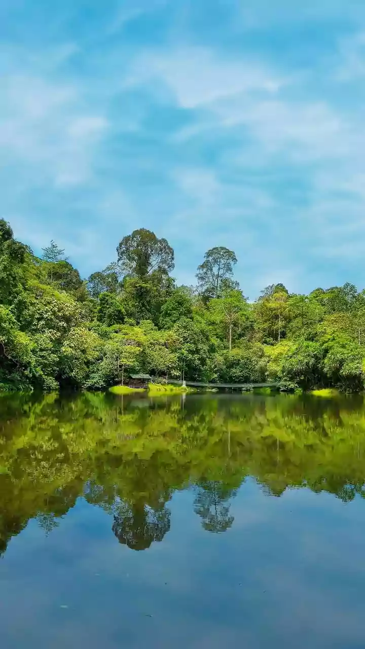 Forest Reserve Vacations: Why Immersive Nature Experiences Are Surpassing Standard Sightseeing Trips