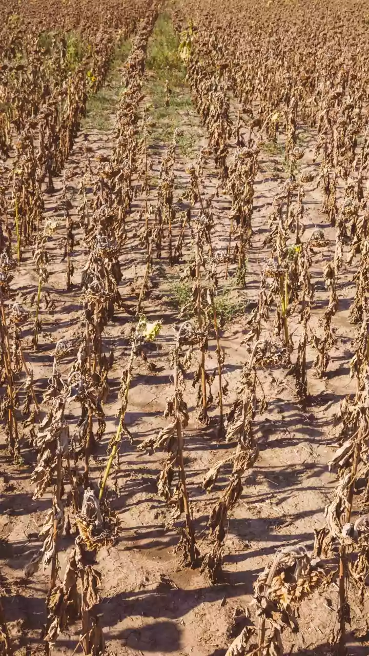 India Monitors El Nino's Impact on Agriculture and Water Supply