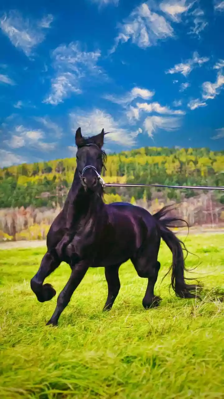 Unlock Your Inner Power: Pick a Horse, Discover Your Hidden Superpower!