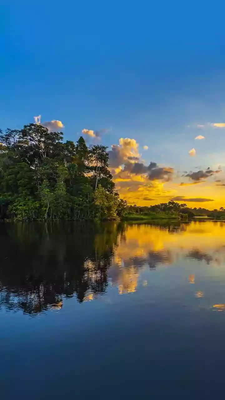 Como o pirarucu se tornou o maior peixe de escamas da Amazônia brasileira e um símbolo de resistência nos rios profundos