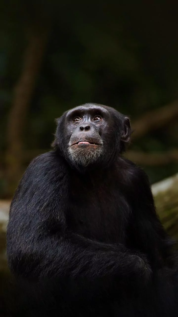 Chimpanzee Ai Cause Of Death: How Did Genius Japanese Chimp Who Could Count And Draw Die?