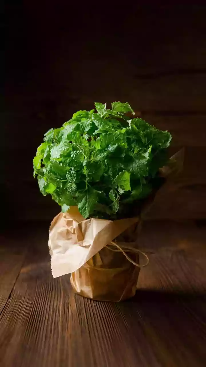 Low-Sun Balcony? These Everyday Herbs Can Still Grow Successfully