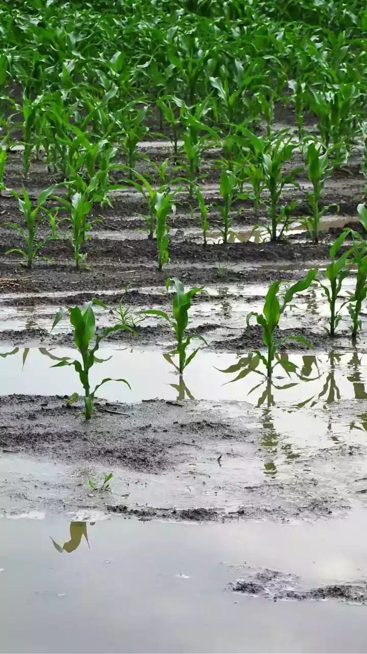 Scientists Say Rainfall Trends Could Influence Forest Health Across India