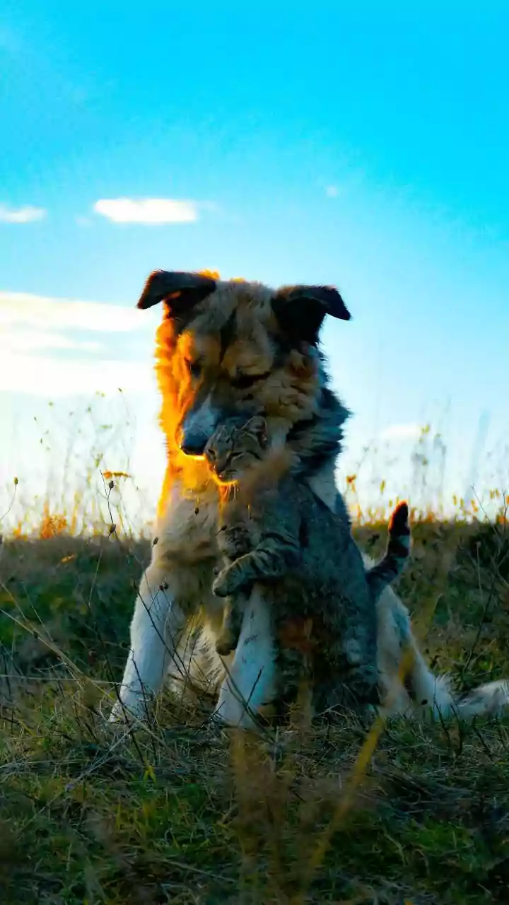 Dog and Cat Interactions Turns Momentary Pet Contact, Not Simple Ownership into a Bigger Story for Pet Owners and Wellbeing Readers