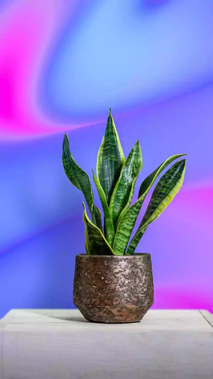 Can Snake Plants Really Clean Your Room? Latest Research Weighs In