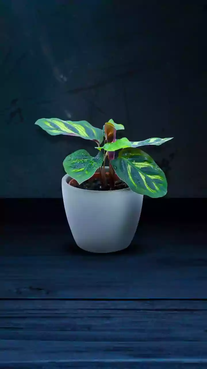 How to get fuller leaves on your indoor plants