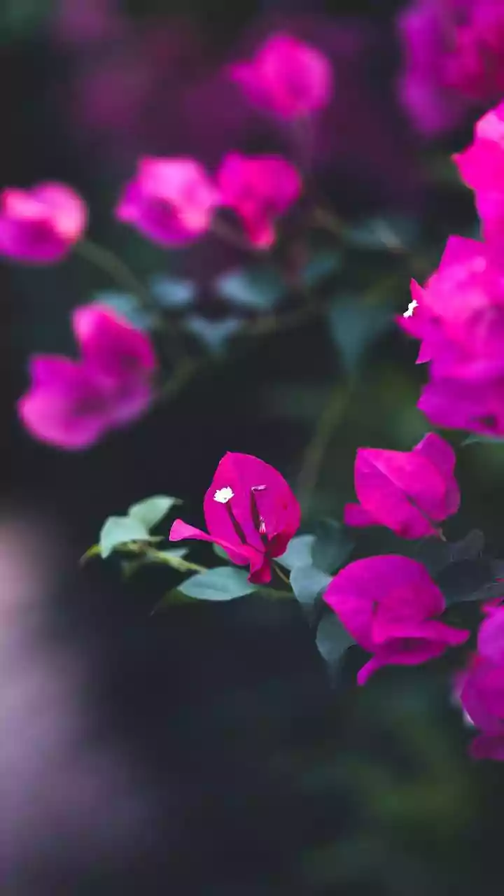 Bougainvillea Drama Needs A Pre-Monsoon Haircut