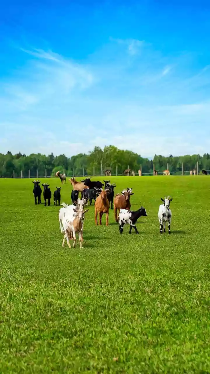 Watch | PM Modi feeds cows at Lok Kalyan Marg on Makar Sankranti