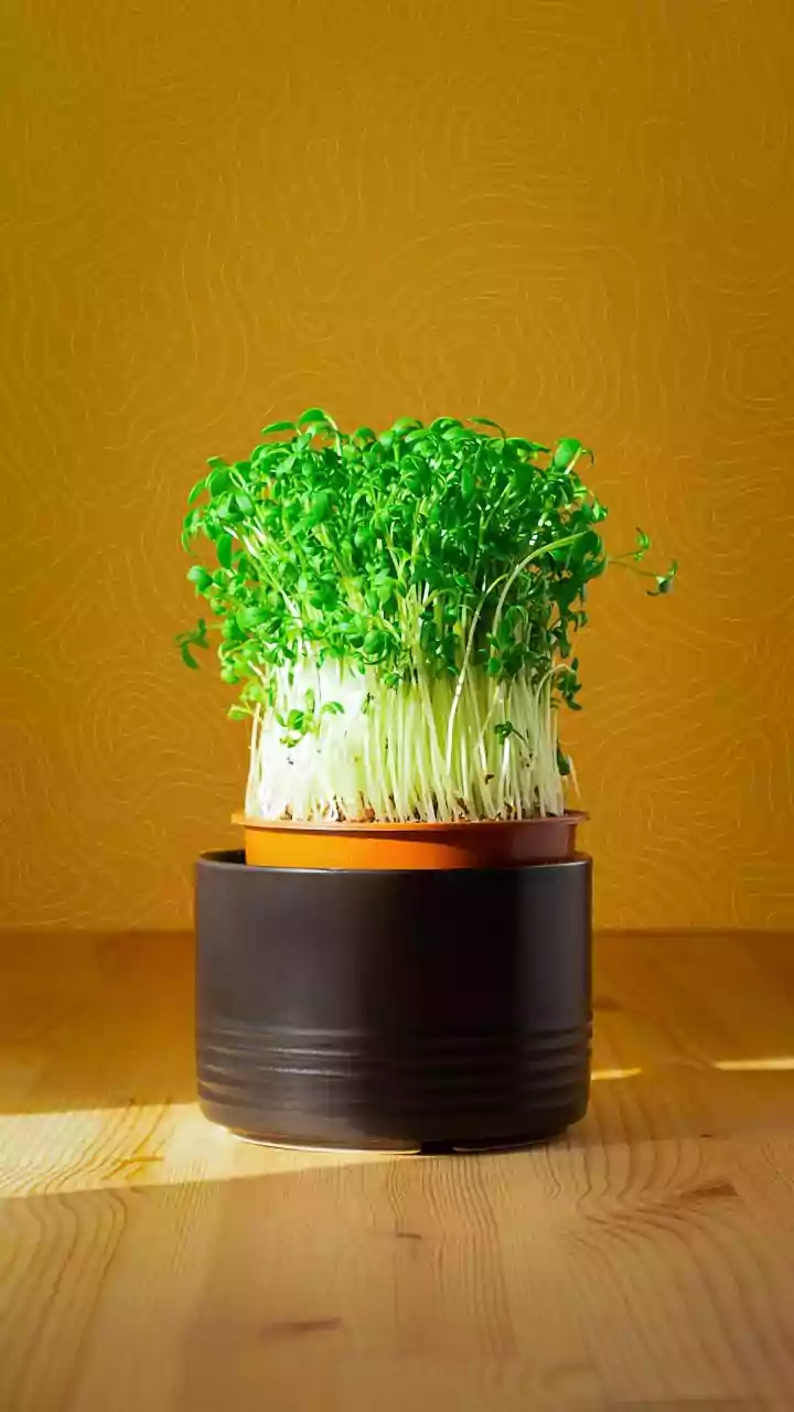 Grow Your Own Superfood Microgreens: A Budget-Friendly Home Gardening Guide