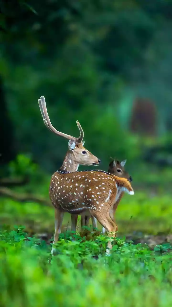 Visitors to witness Nandhaur wildlife sanctuary's rich biodiversity through unique gallery