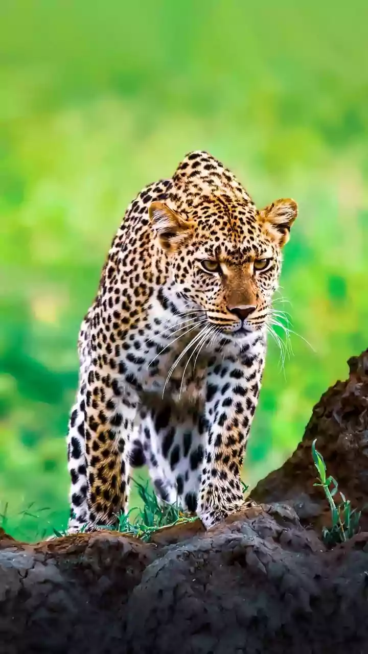 Unveiling Female Powerhouses: 10 Animals Where Females Reign Supreme