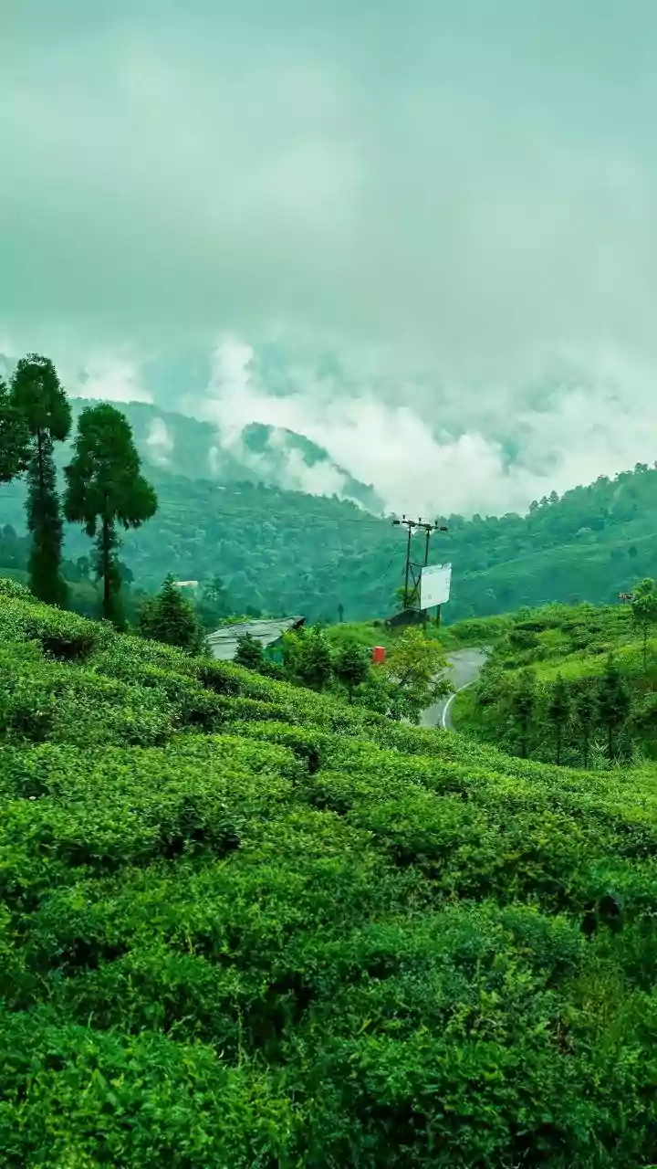 First-rain trip trend: Munnar, Wayanad or Coorg — which place feels magical before monsoon crowds arrive
