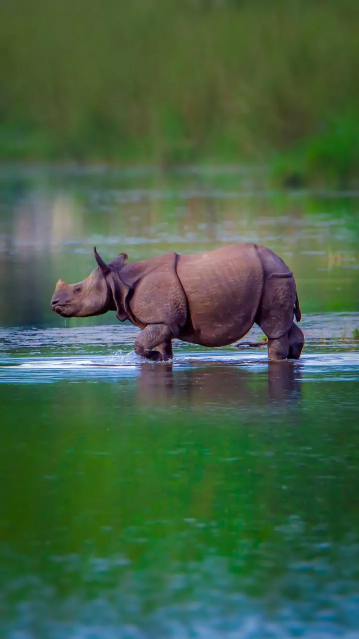 North Bengal: Floods force elephants, rhinos into human settlements