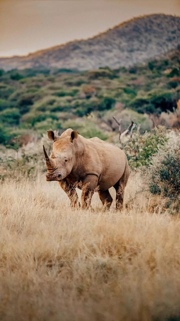 World Rhino Day: 8 National Parks In India To Spot Rhinos In Their Natural Habitat