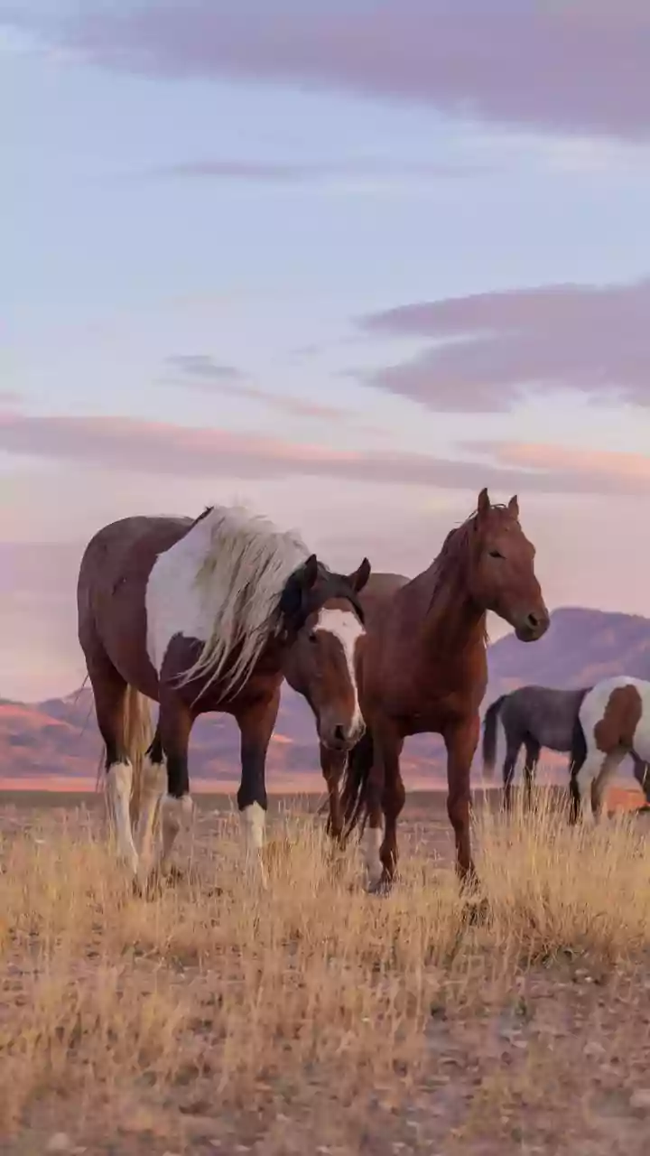 Discover Your Hidden Superpower: Pick a Horse, Unveil Your True Strengths!