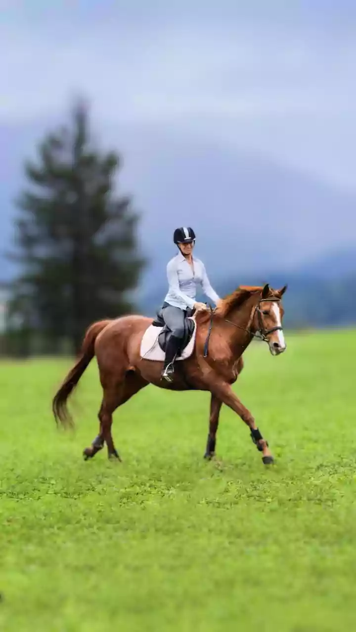 Equestrian Elegance: The Refined Motif Poised to Charm 2026 Interiors