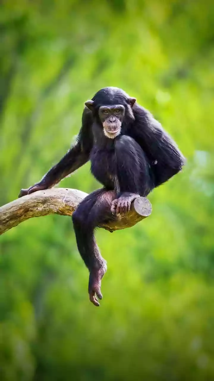 Chimpanzee's Extraordinary Linguistic Abilities Remembered
