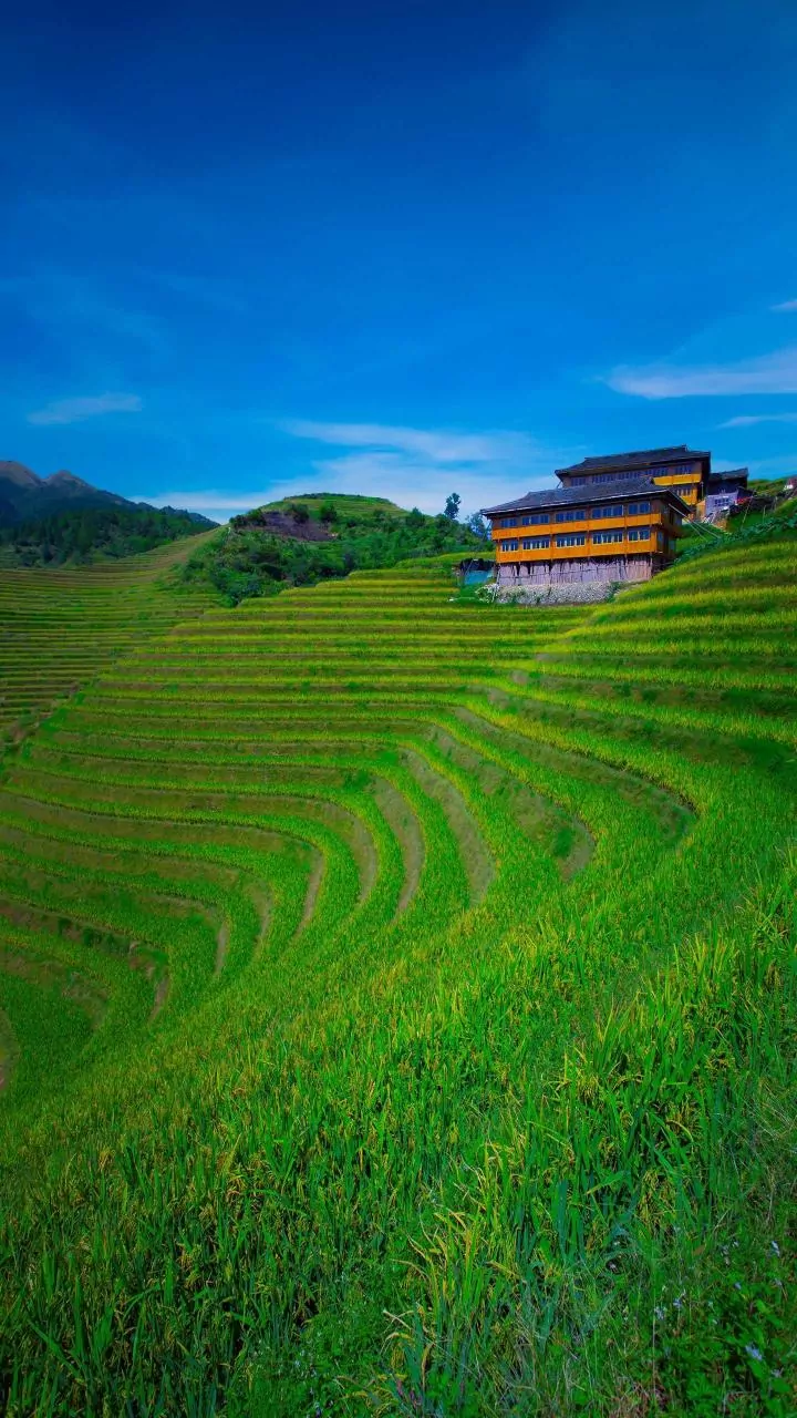 The New Cross-Country Rice Survey: Why Attention Is Turning To Shared Crop Data